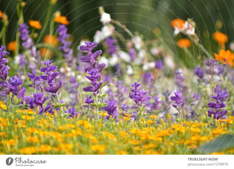 Sommerfarben II Pflanze Sonnenlicht Schönes Wetter Blume Blüte Sommer-Salbei Garten Park Insel Freundschaftsinsel Potsdam Menschenleer Sehenswürdigkeit Denkmal