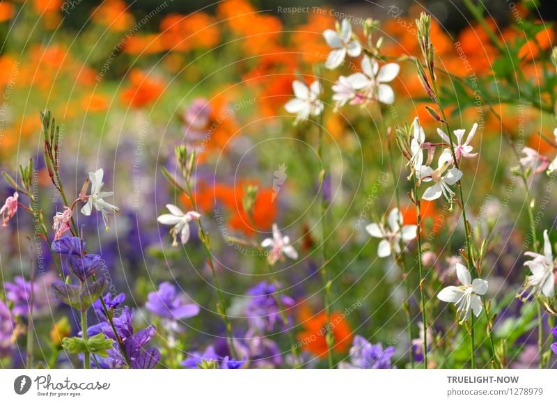 Sommerfarben I Natur Pflanze Schönes Wetter Blume Blüte Blumenbeet Garten Park Potsdam Stadtzentrum Menschenleer Sehenswürdigkeit Wahrzeichen Denkmal