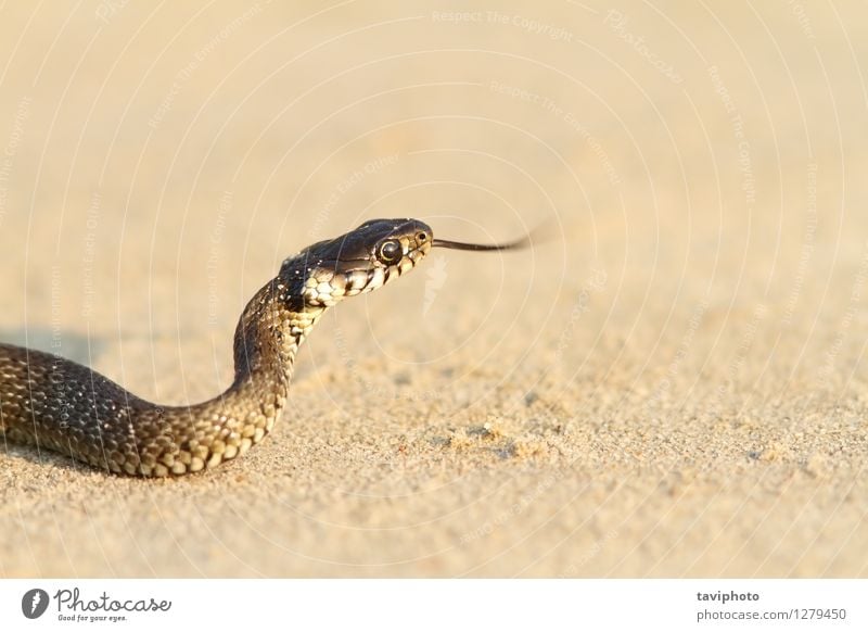 Jugendgrasschlange auf Sand Strand Jugendliche Natur Tier Gras Haustier Schlange krabbeln wild grün schwarz Grasschlange natrix natrix natrix natrix Gefahr