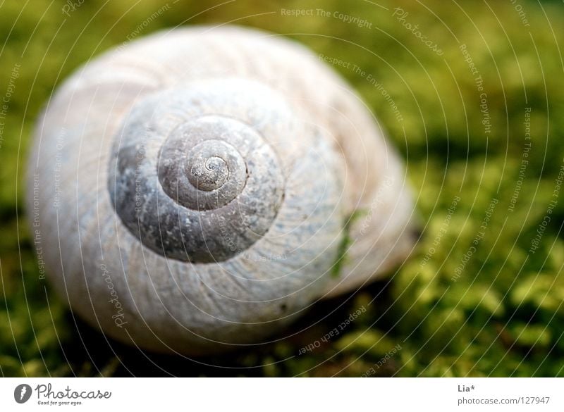 Im Moos Schneckenhaus Haus Spirale gedreht Weinbergschnecken grün Märchenwald Mangel Rarität Kalk rund finden Fundstück ruhig Erholung Makroaufnahme Nahaufnahme