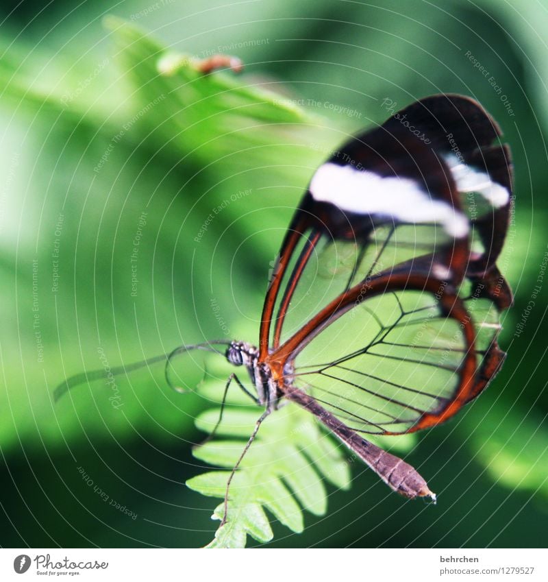 glas Natur Pflanze Tier Frühling Sommer Schönes Wetter Baum Blatt Garten Park Wiese Wildtier Schmetterling Flügel 1 beobachten Erholung fliegen Fressen sitzen