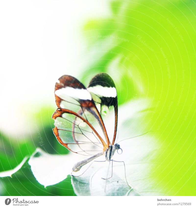 verletzlich Natur Pflanze Tier Frühling Sommer Schönes Wetter Baum Blatt Garten Park Wiese Wildtier Schmetterling Flügel glasflügelfalter 1 beobachten Erholung