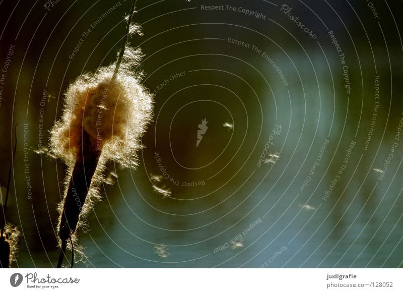 Sonntags am See Teich Schilfrohr Gras Gegenlicht träumen weich zart schön Umwelt Farbe Wasser Pollen Samen Natur Pollenflug