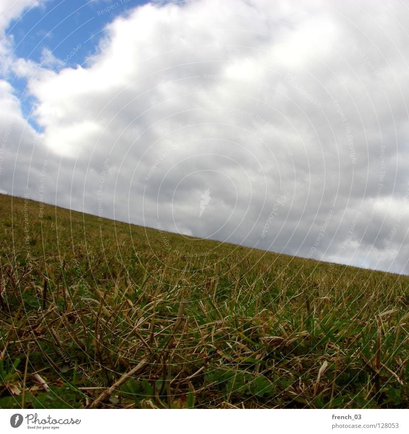 absteigende Diagonale Himmel zyan Gras Wiese Wolken weiß Licht genießen grün saftig Frühling diagonal Abstieg aufsteigen ruhig Erholung Sommer Jahreszeiten