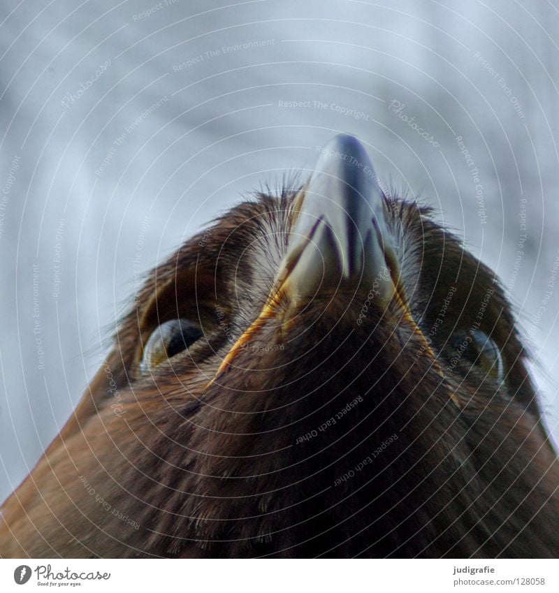 Adler Vogel Greifvogel Schnabel Sehnsucht Froschperspektive Feder Ornithologie Tier schön Umwelt Farbe steppenadler Blick oben Stolz Leben Natur Auge