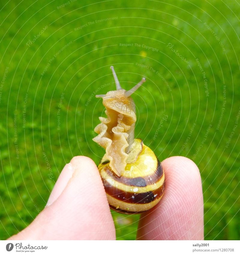 Schnecke gerüscht Finger Gras Garten Park Wiese Tier Gartenschnecke Schneckenhaus 1 beobachten berühren Ekel schön kalt klein Neugier schleimig grün Interesse