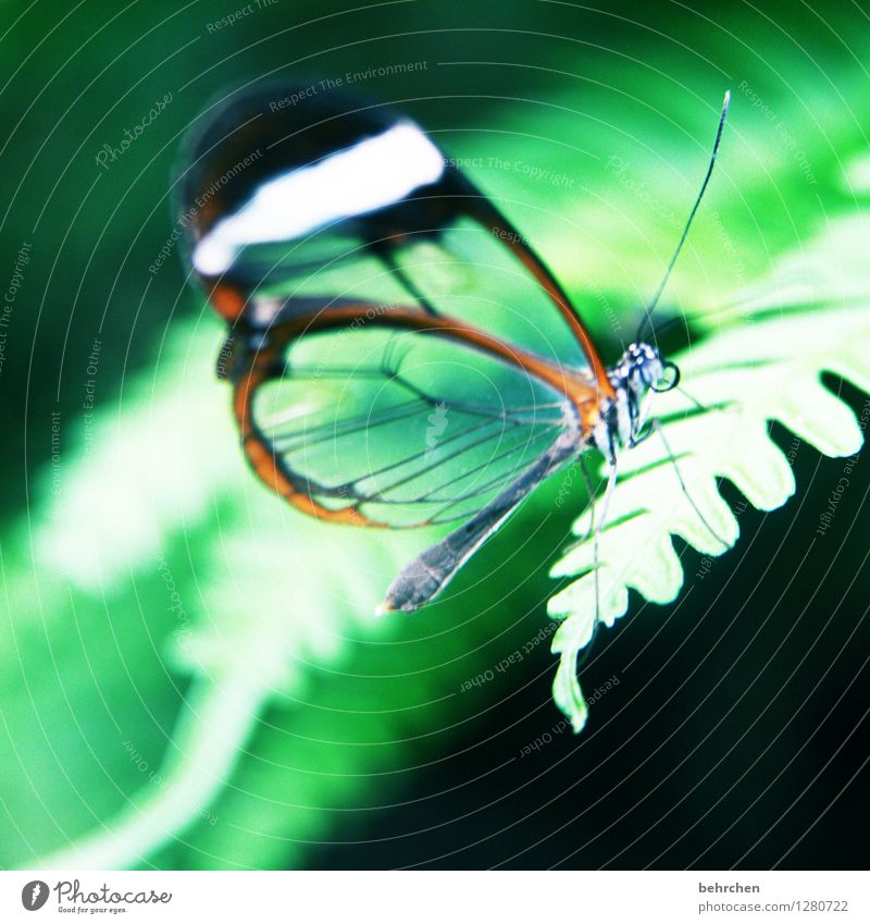 waldgeist Natur Pflanze Tier Frühling Sommer Schönes Wetter Farn Blatt Garten Park Wiese Wildtier Schmetterling Tiergesicht Flügel 1 beobachten Erholung fliegen