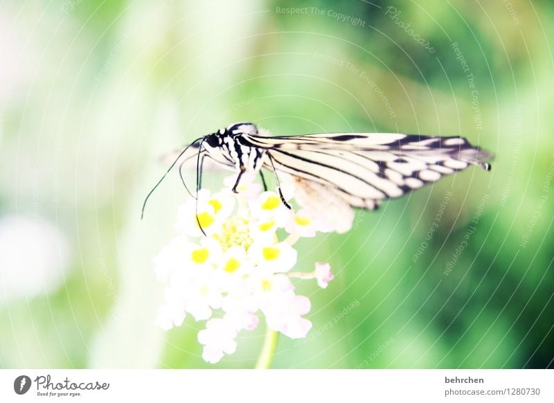 zart Natur Pflanze Tier Blume Blatt Blüte Garten Park Wiese Wildtier Schmetterling Tiergesicht Flügel Weiße Baumnymphe Beine Fühler 1 beobachten Erholung