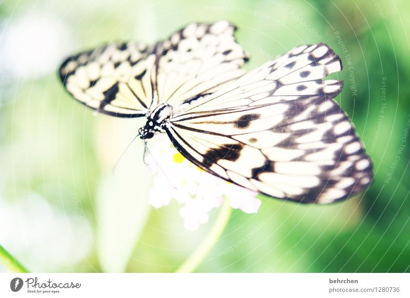 obligatorisch... Natur Pflanze Tier Frühling Sommer Schönes Wetter Blume Blatt Blüte Garten Park Wiese Wildtier Schmetterling Flügel 1 beobachten Blühend