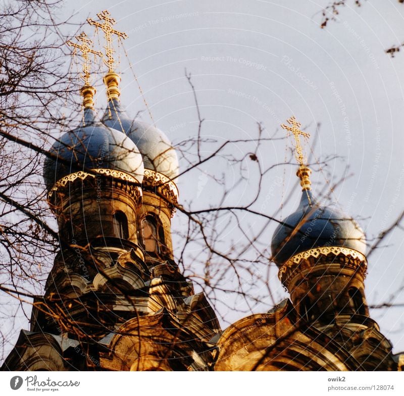 Windschief Rücken Wolkenloser Himmel Baum Zweige u. Äste Kirche Bauwerk Architektur Sehenswürdigkeit Zeichen alt leuchten exotisch historisch oben gold