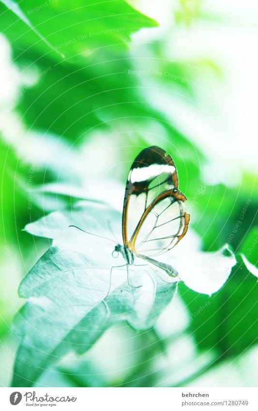 schwerelos Natur Pflanze Tier Frühling Sommer Blatt Garten Park Wald Urwald Schmetterling Flügel glasflügelfalter 1 beobachten fliegen schlafen sitzen