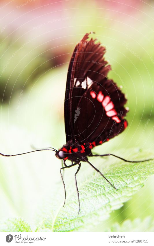 kuhherz Natur Pflanze Tier Baum Sträucher Blatt Garten Park Wiese Wildtier Schmetterling Tiergesicht Flügel Auge Fühler Rüssel Beine 1 beobachten Erholung