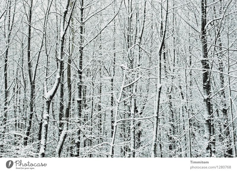 Irrläufer. Umwelt Natur Winter Schnee Wald ästhetisch kalt natürlich grau schwarz weiß Gefühle kahl Farbfoto Außenaufnahme Menschenleer Tag Kontrast