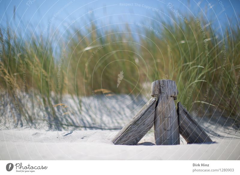 Dünenwanderung Ferien & Urlaub & Reisen Tourismus Ausflug Ferne Sommer Sommerurlaub Sonnenbad Meer Umwelt Natur Landschaft Sand Himmel Frühling Schönes Wetter