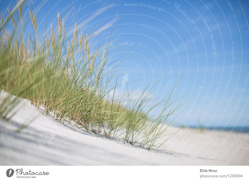 Traumstrand östlich von Zingst Ferien & Urlaub & Reisen Tourismus Ausflug Ferne Freiheit Sommer Sommerurlaub Strand Umwelt Natur Landschaft Sand Himmel Horizont