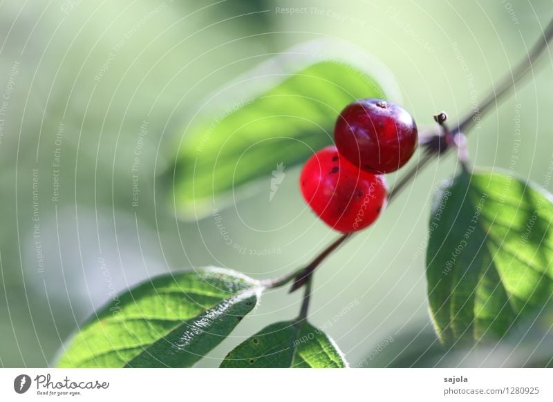 rote beeren Umwelt Natur Pflanze Sommer Sträucher Blatt Grünpflanze Wildpflanze Frucht Fruchtstand Beeren Beerensträucher Beerenfruchtstand rund grün 2