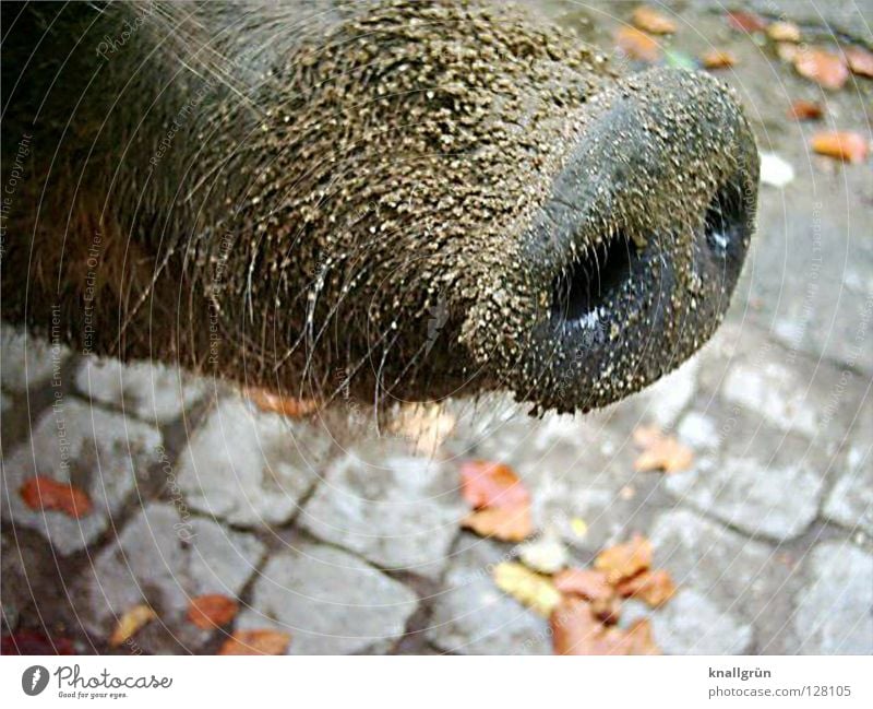 Dreckrüssel Steckdose Rüssel Geruch Nasenloch Borsten Schwein Sau Paarhufer Zoo braun grau Blatt Herbst Sandkorn Säugetier Husumer Protestschwein dreckig Haut