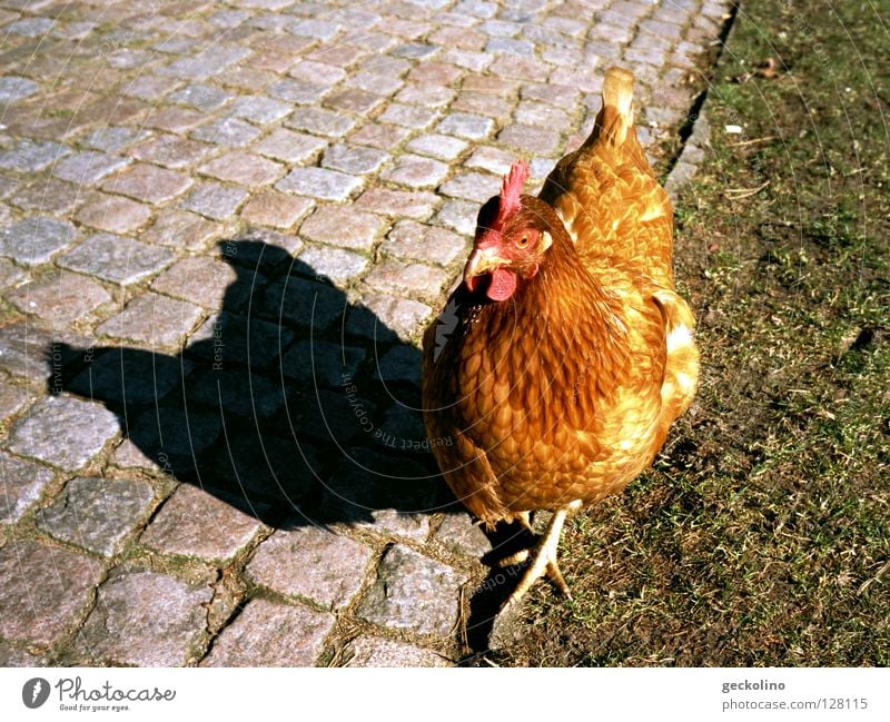 Borderlinehuhn Haushuhn Pflasterweg Grenze Zufriedenheit Hahn Vogel Rasen Schatten Chicken Ei