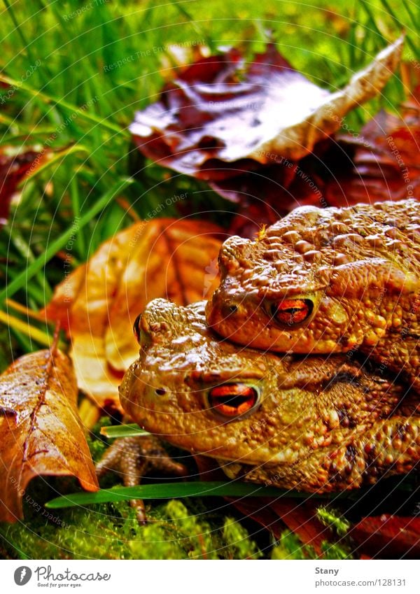 Krötenwanderung Wiese Gras Blatt nass feucht grün Zusammensein gefährlich Makroaufnahme Nahaufnahme Männliche Kröte weibliche Kröte Regen orange lange Reise