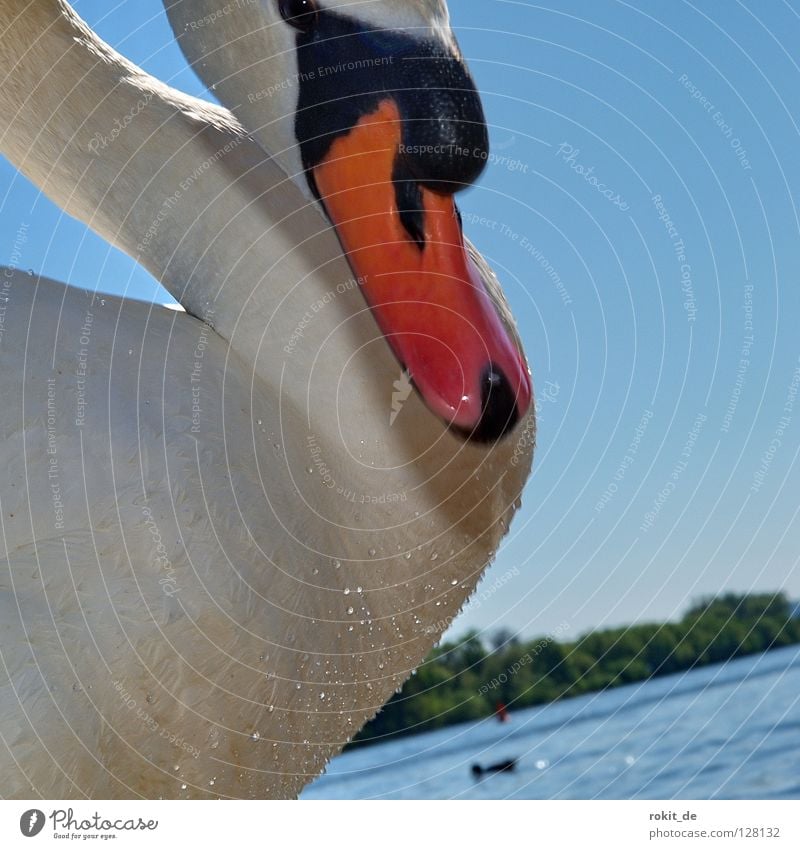 Is was Kleiner? Schwan Angriff Schnabel Vogel fixieren Blick König Ludwig Rhein Eltville Rheingau hydrophob Angst Panik Wasser mein lieber schwan Ritter