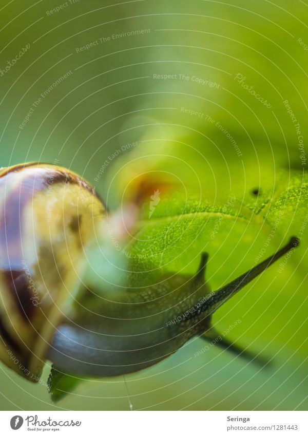 Schneckentour Natur Landschaft Pflanze Tier Sommer Garten Park Wiese Feld Wald 1 hängen Farbfoto mehrfarbig Außenaufnahme Nahaufnahme Detailaufnahme