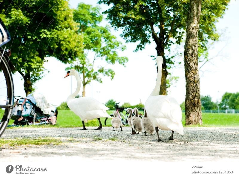 Familienausflug Natur Landschaft Sommer Schönes Wetter Baum Sträucher Park Wiese Seeufer Vogel Schwan Tierjunges Tierfamilie füttern gehen elegant frisch