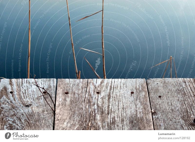 Ende See Steg Holz Ecke Am Rand Schilfrohr Gras Halm trocken kaputt Ankunft Ziel Abschied stagnierend Halt ruhig verfallen Vergänglichkeit Wasser Balken