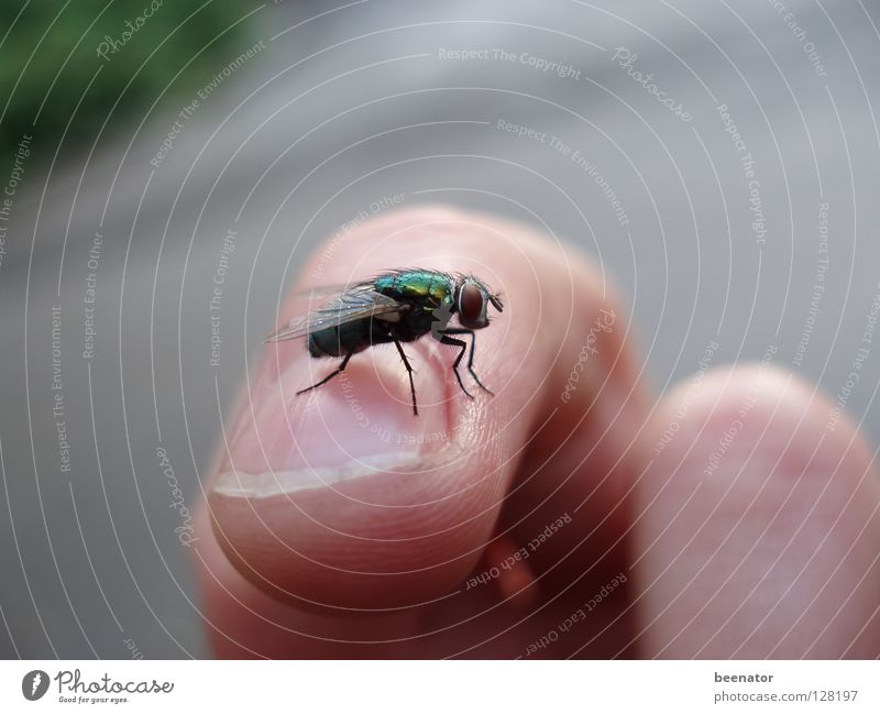 High Fly Finger Fingernagel ruhig Zufriedenheit glänzend Härchen Sommer Insekt Makroaufnahme Nahaufnahme schön Fliege Haut