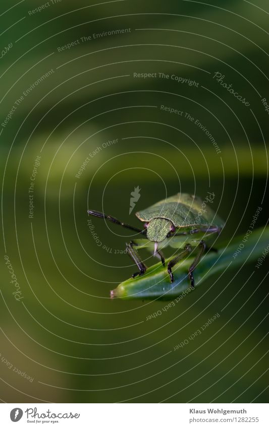 Schöne Aussicht Umwelt Natur Tier Sommer Herbst Pflanze Wildpflanze Springkraut Wildtier Käfer Tiergesicht Baumwanze Nymphe Stinkwanze 1 beobachten sitzen