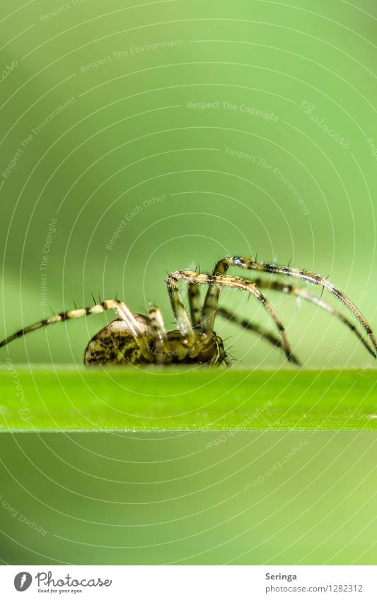 Spider Natur Landschaft Pflanze Tier Sommer Garten Park Wiese Feld Wald Spinne Tiergesicht 1 Fressen krabbeln Kreuzspinne Insekt Lebewesen Farbfoto mehrfarbig