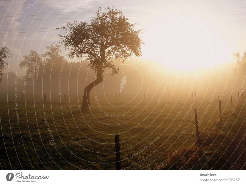 Morgenstimmung 1 Nebel Baum Zaun Wiese Wald Licht Stimmung Herbst Gegenlicht Sonne Beleuchtung Himmel Landschaft