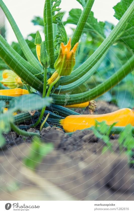 urban gardening bio zucchini Lebensmittel Gemüse Zucchini Zucchiniblüte Ernährung Bioprodukte Vegetarische Ernährung Diät Fasten Slowfood Lifestyle