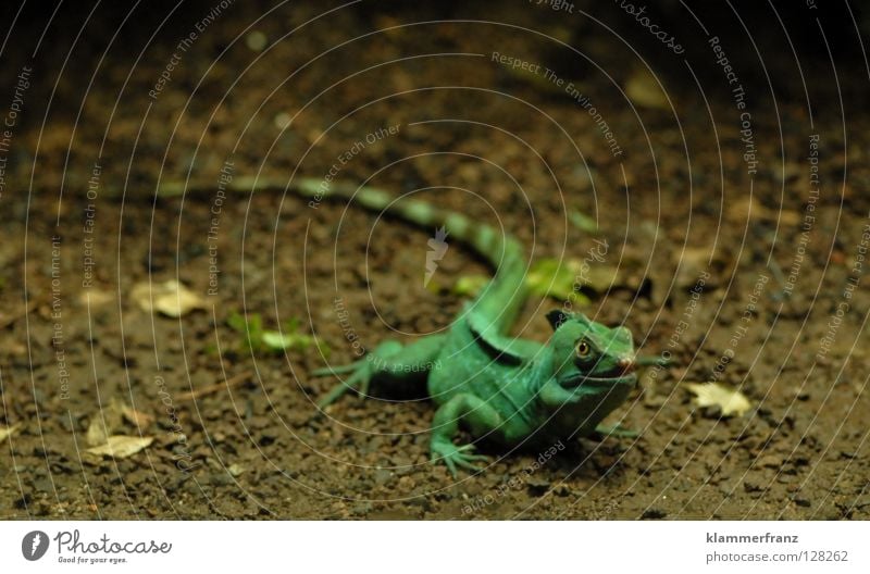 Osterhase Leguane Echte Eidechsen Grüner Leguan Reptil Echsen Blatt Tier Haustier Wissenschaften Boden