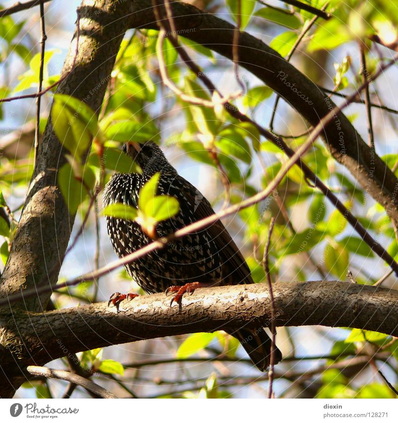 ich bin ein Star, holt mich hier raus! Vogel Feder Blatt grün Baum Sträucher Krallen hocken Frühling sprießen Schüchternheit Wachsamkeit Unterholz Suche finden