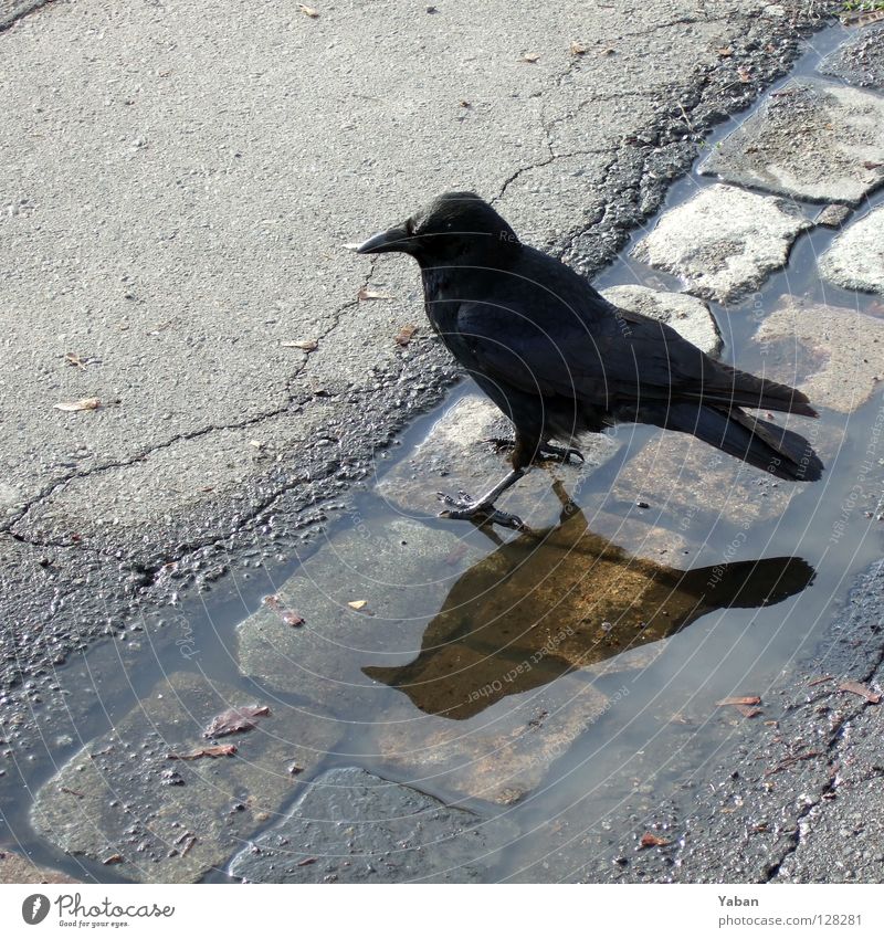 The raven Rabenvögel Krähe Dohle Vogel schwarz Reflexion & Spiegelung Asphalt Desaster Volksglaube dunkel unheimlich Angst Panik gefährlich so'n Geier halt