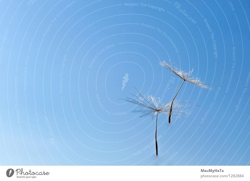 Löwenzahn Design Leben Freiheit Mensch Natur Pflanze Luft Himmel Wind Gras Blüte fliegen Wachstum frisch grün Frieden Vergänglichkeit Saatgut Licht ruhig weg