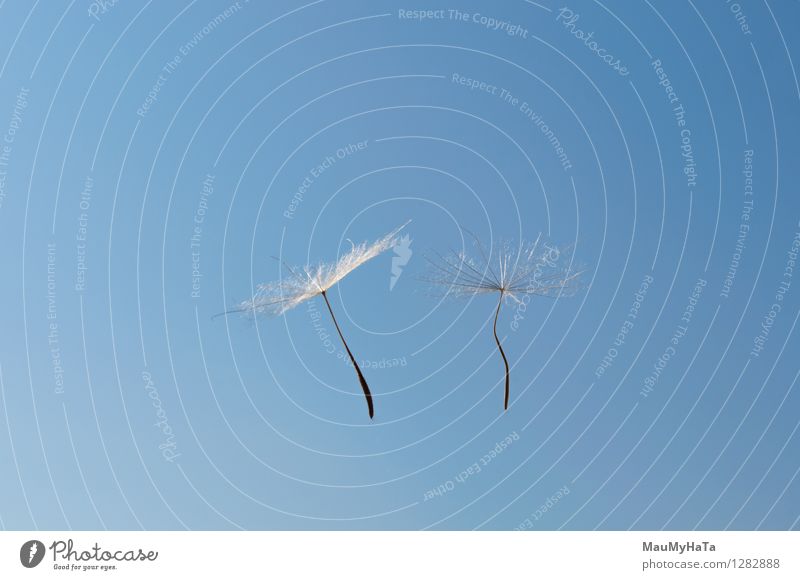 Löwenzahn Design Leben Freiheit Mensch Natur Pflanze Luft Himmel Wind Gras Blüte fliegen Wachstum frisch grün Frieden Vergänglichkeit Saatgut Licht ruhig weg