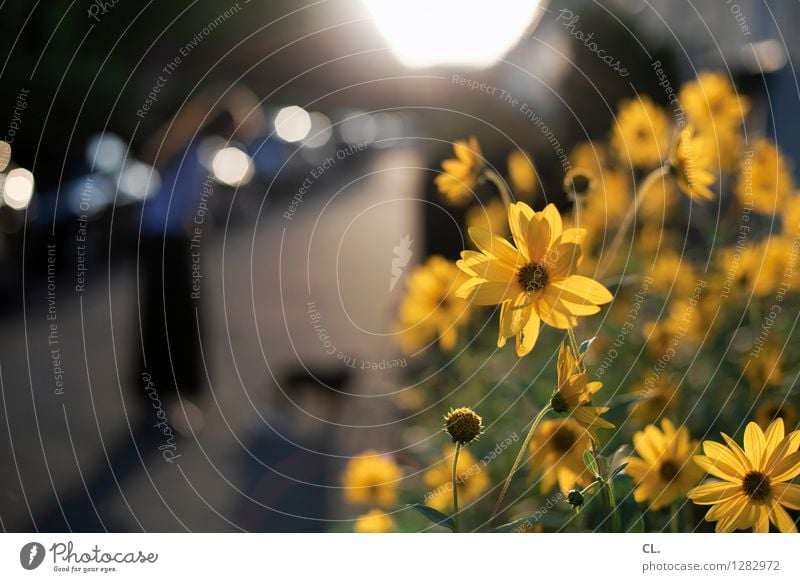 ich komm ja schon Mensch feminin Frau Erwachsene 1 Umwelt Natur Sonne Sonnenlicht Sommer Schönes Wetter Pflanze Blume Verkehr Verkehrswege Fußgänger Straße