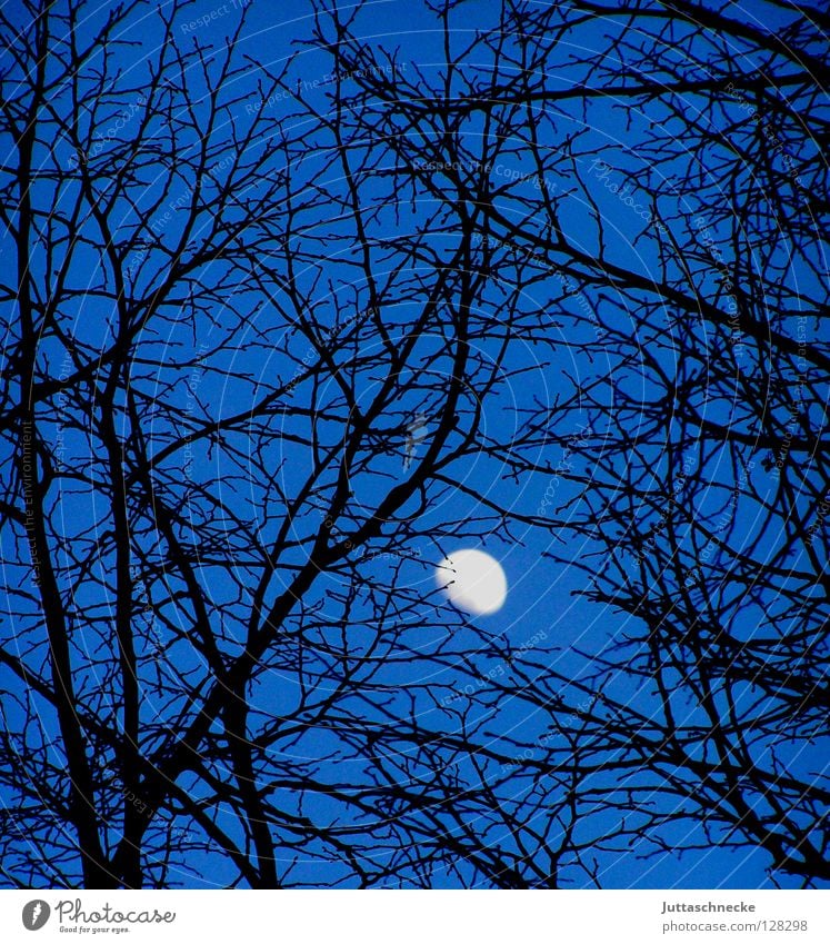 Verfangen Baum schwarz Nacht Himmelskörper & Weltall Nachthimmel rückwärts Romantik schön Mond blau Ast geheimnisvoll verfangen Juttaschnecke Erde oben