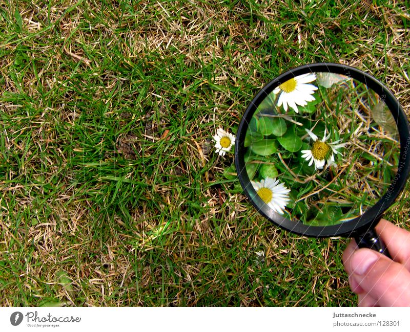 Ich seh den Frühling schon Lupe vergrößert Blume Gänseblümchen Gras groß klein Pflanze Wachstum gewachsen grün weiß gelb niedlich Erfolg Garten Juttaschnecke