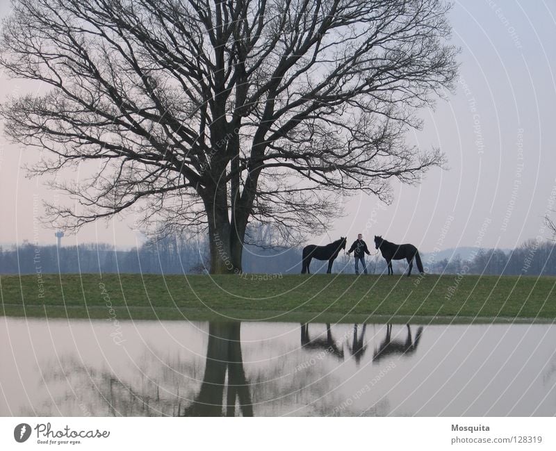 Seepferdchen Reitsport Mensch Mann Erwachsene Natur Landschaft Wasser Frühling Herbst Baum Wiese Pferd stehen nass violett schwarz Spaziergang führen laublos