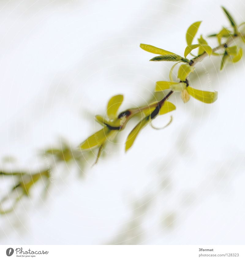 weidenbaum Sträucher Baum Geäst Blüte Nieselregen feucht Trauer Märchen fantastisch träumen Verhext Einsamkeit Frühling Physik Tau Morgen Nebel Unschärfe