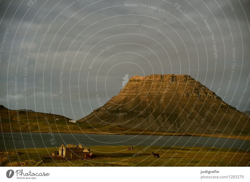 Island Umwelt Natur Landschaft Himmel Wolken Sonnenlicht Klima Hügel Felsen Berge u. Gebirge Fjord Haus Hütte Ruine Tier Pferd natürlich wild Stimmung Idylle