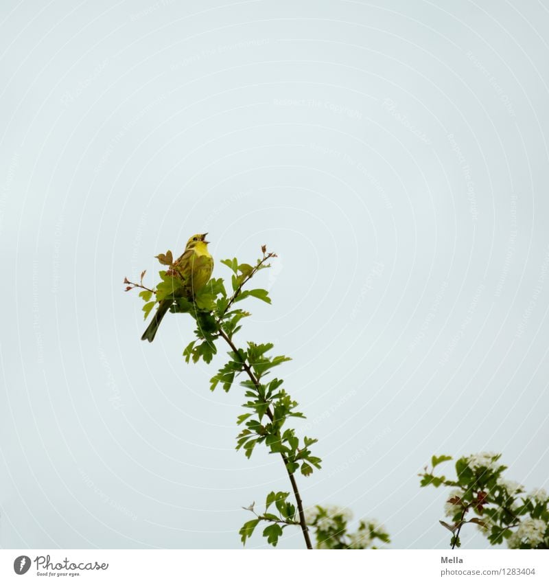 Schreihals Umwelt Natur Tier Frühling Pflanze Baum Sträucher Ast Vogel Goldammer 1 Brunft hocken sitzen frei klein natürlich Frühlingsgefühle Lebensfreude