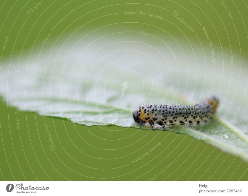 Fehl am Platz | in unserem Garten... Umwelt Natur Pflanze Tier Sommer Blatt Wildtier Raupe 1 Tierjunges Fressen krabbeln authentisch einzigartig klein natürlich