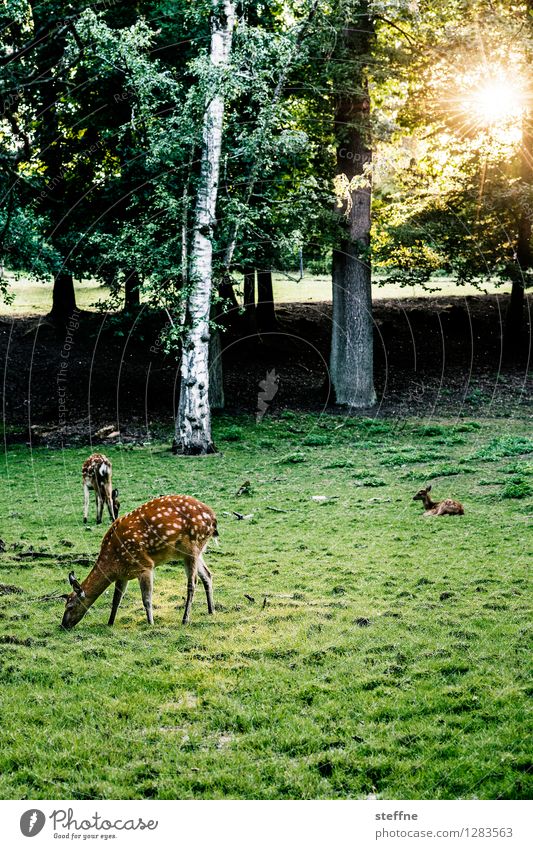 Tierisch gut: Äsendes Wild Sonnenaufgang Sonnenuntergang Sonnenlicht Schönes Wetter Baum Wiese Wald Wildtier außergewöhnlich Fressen Reh Wildwechsel Hirsche