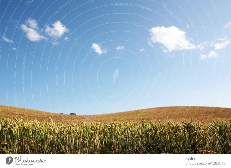 Sanfte Hügel mit Kornfeld vor blauen Himmel mit weißen Wolken Getreide Bioprodukte Vegetarische Ernährung Lebensmittel Gesunde Ernährung Erholung Landschaft