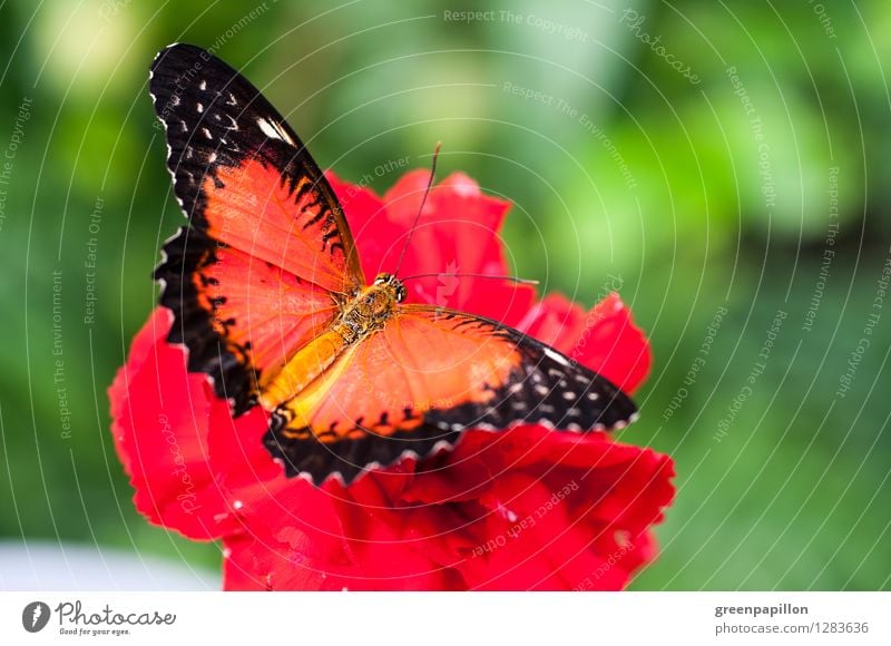 Rot auf Rot Wellness Leben harmonisch Erholung Meditation Kur Massage Ferien & Urlaub & Reisen Expedition Sommer Umwelt Natur Blüte Urwald Schmetterling