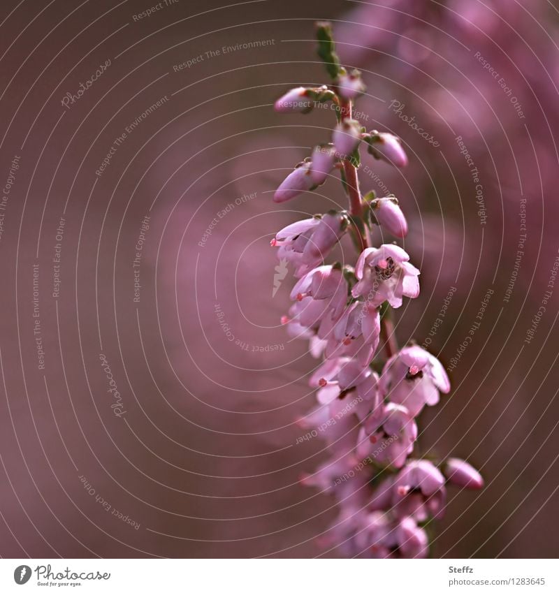 blühende Besenheide Heide Bienenweide Heideblüte blühende Heide malerisch nordische Natur nordische Romantik nordische Wildpflanze poetisch