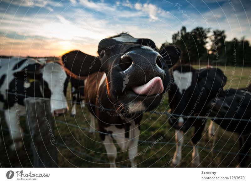 Leck mich... Landwirtschaft Forstwirtschaft Natur Landschaft Pflanze Tier Himmel Wolken Sonne Sonnenaufgang Sonnenuntergang Sommer Schönes Wetter Gras Wiese